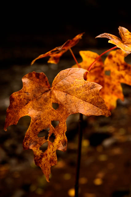 Passing Of Autumn