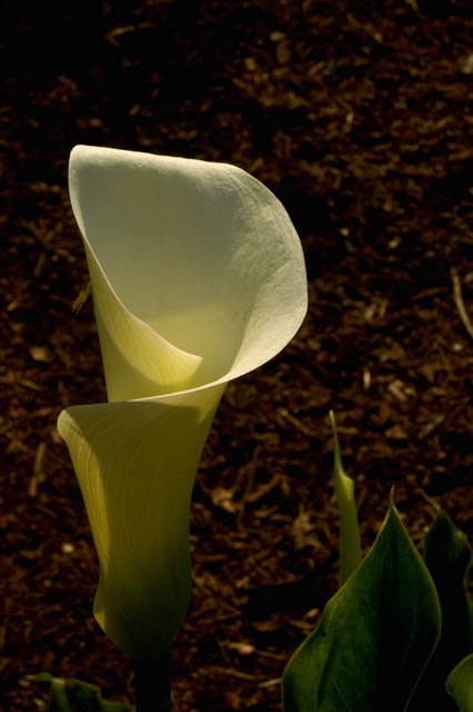 Calla Lily