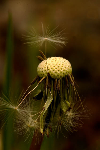 Blowing In The Wind