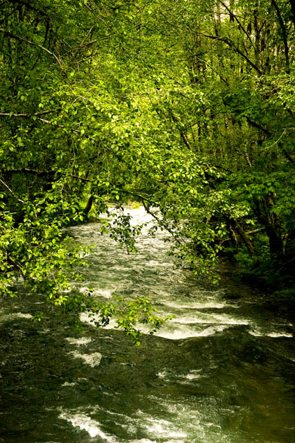 East Fork Of The Trask River