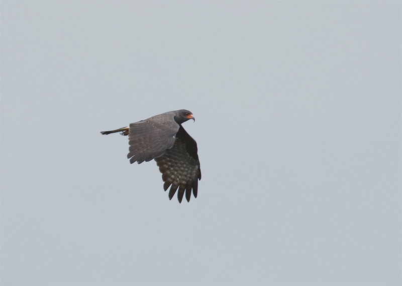 Snail-Kite.jpg