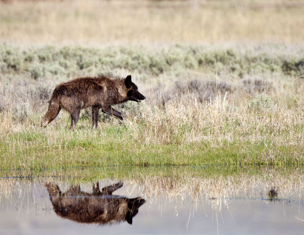 Gray Wolf