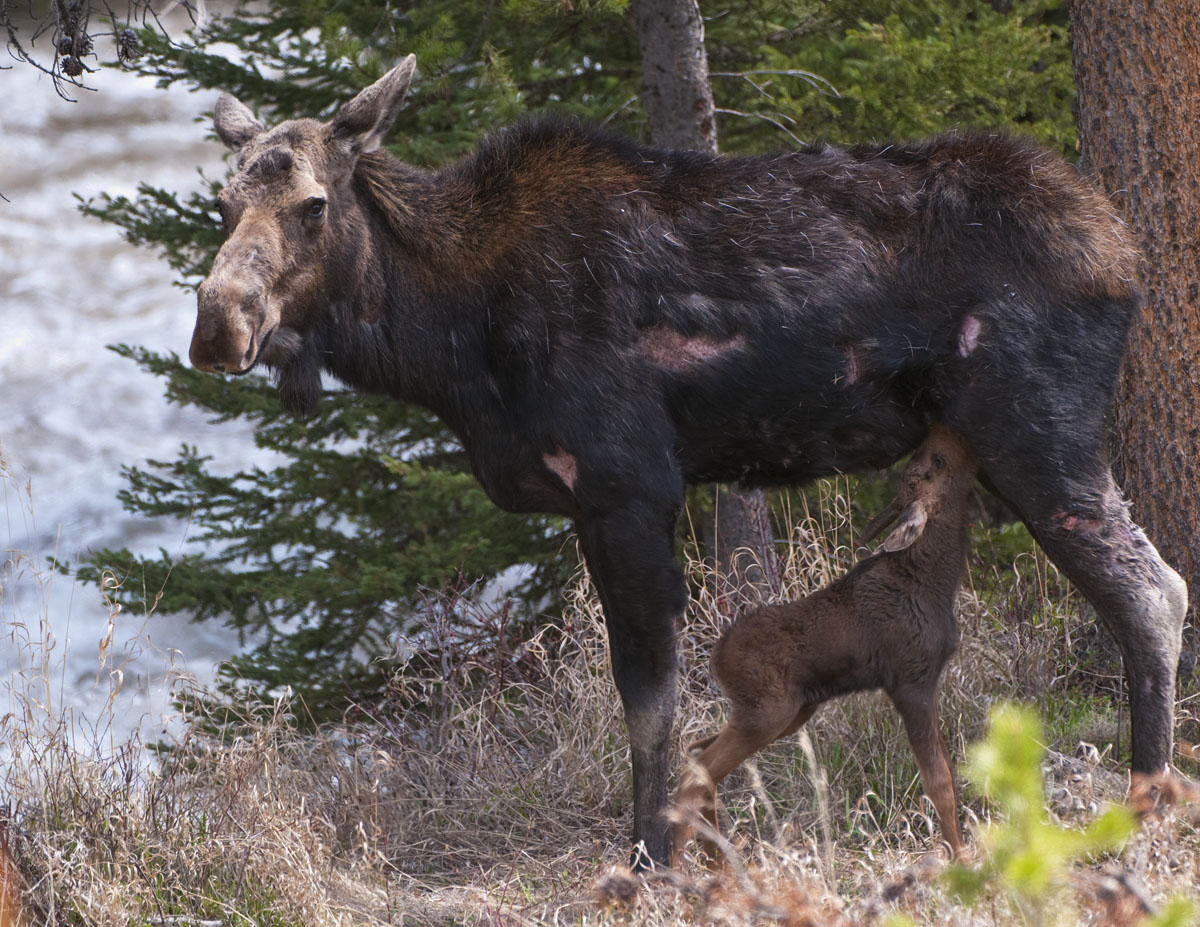 Cow Moose,  nursing her day old calf