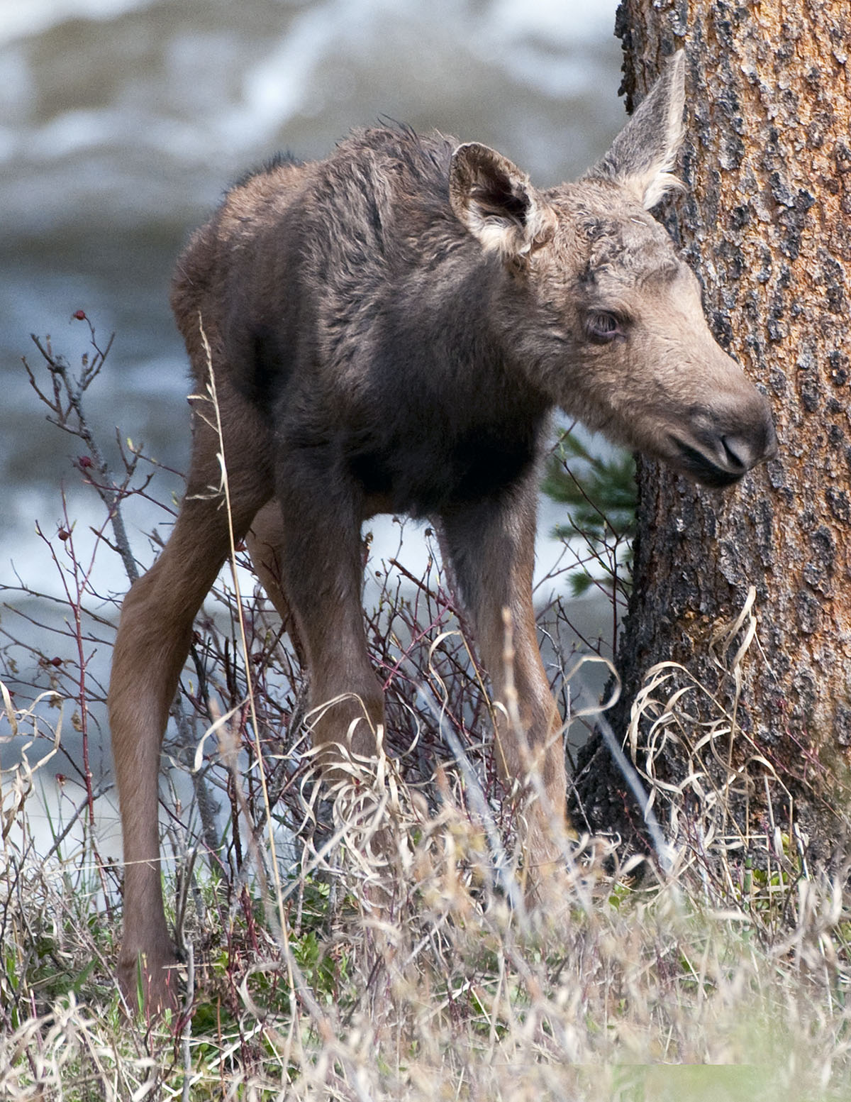 One day old moose calf