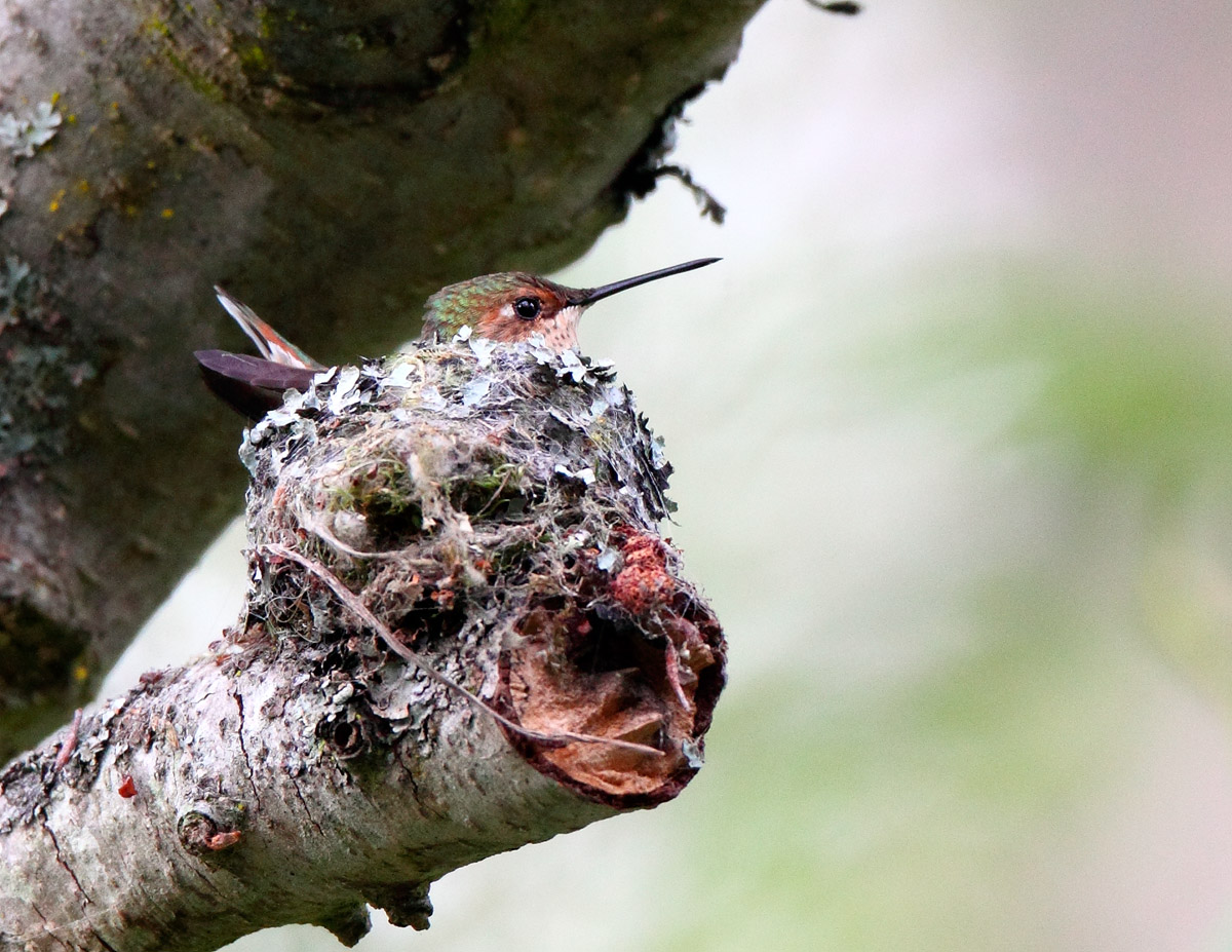 Rufous Hummingbird On Eggs