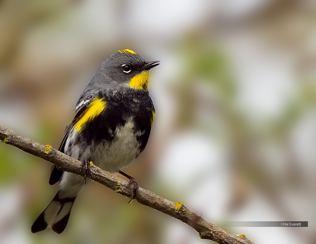 Audubons Yellow Rumped Warbler