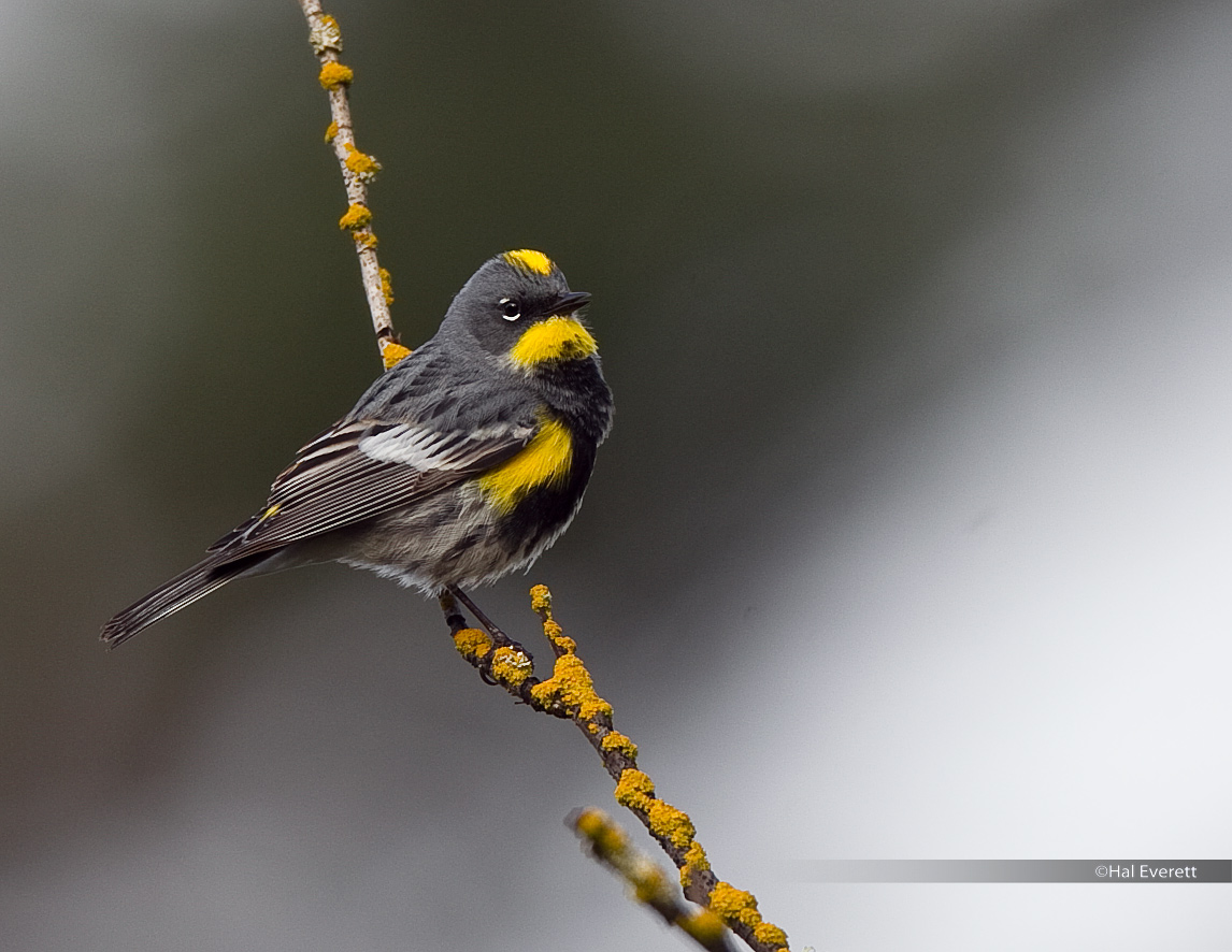 Audubons Yellow Rumped Warbler