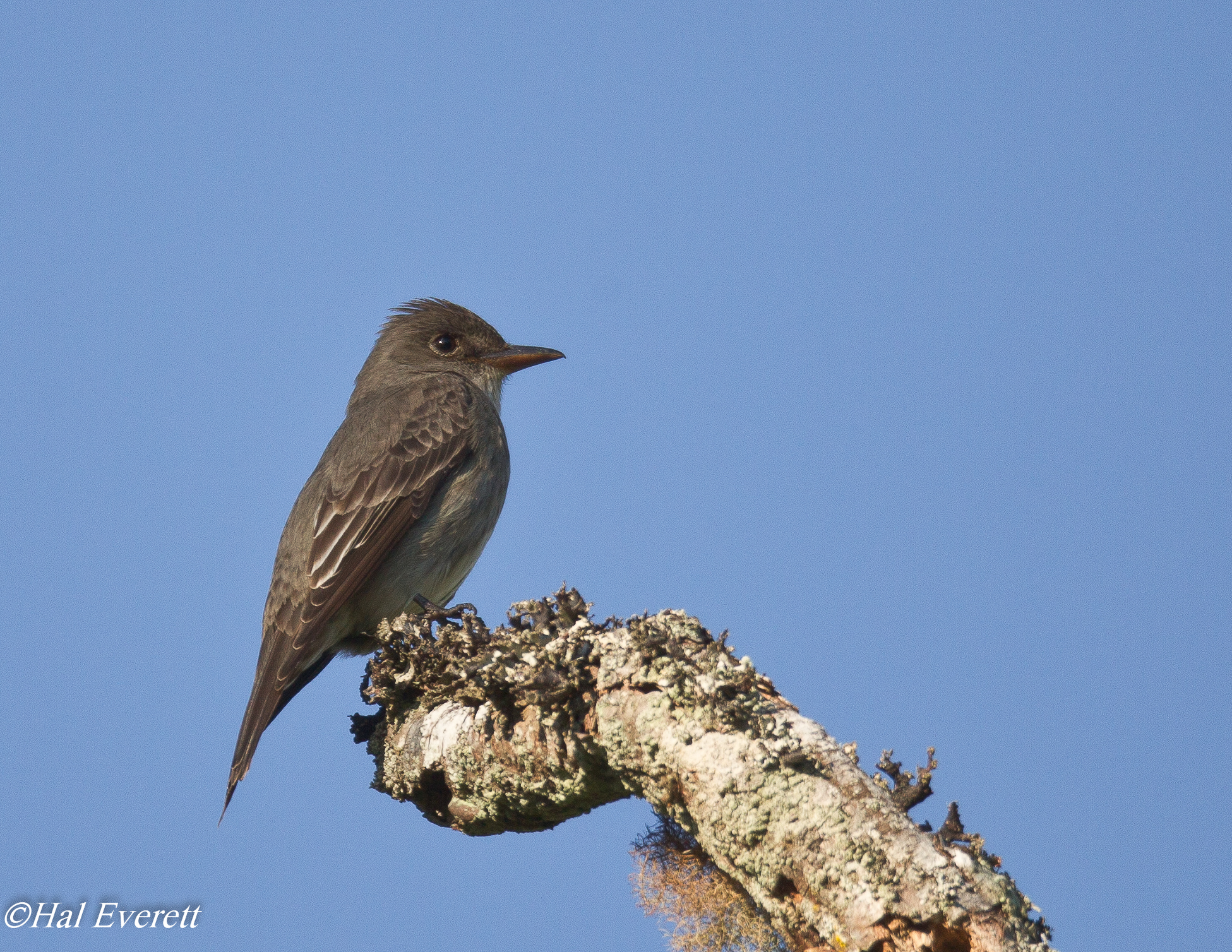 Willow Flycatcher