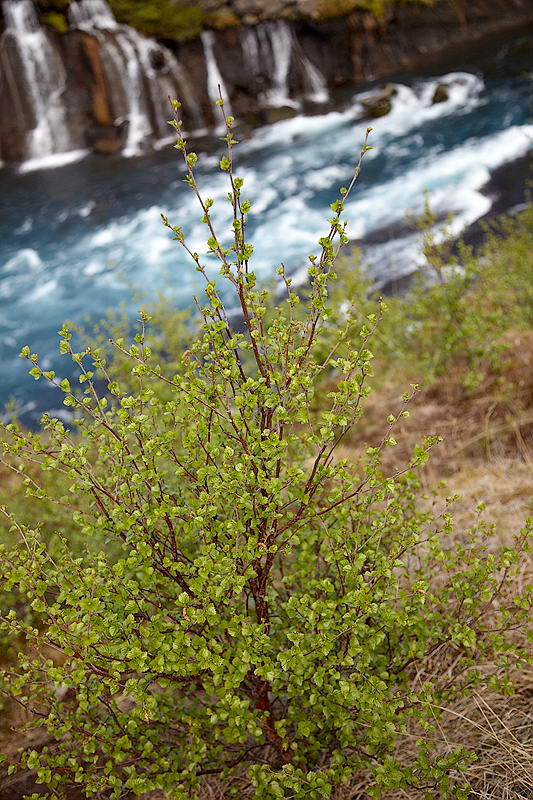 _MG_11878.jpg