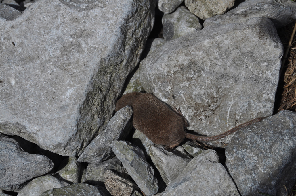 DSC_1327.jpg