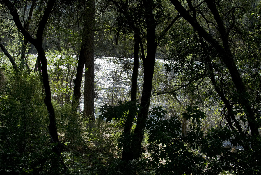 Late afternoon at the river