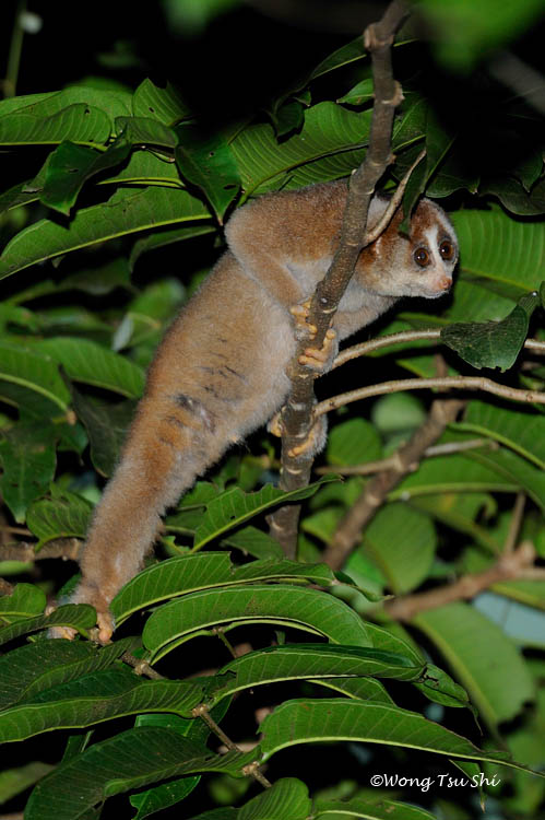 <i>(Nycticebus coucang)</i><br /> Slow Loris