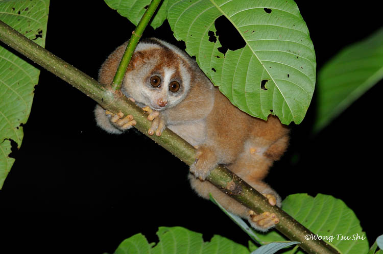 <i>(Nycticebus coucang)</i> <br />Slow Loris