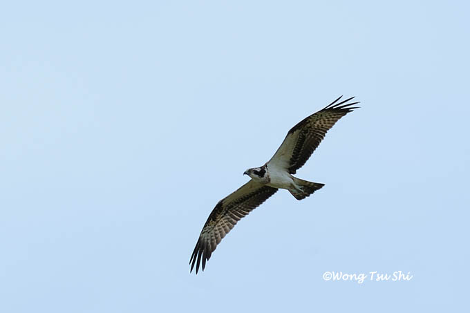 <i>(Pandion haliaetus)</i><br />Osprey