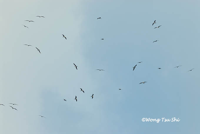 <i>(Fregata ariel ariel)</i><br /> Lesser Frigatebird