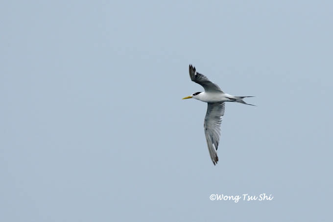 <i>(Thalasseus bergii)</i> <br />  Greater Crested Tern