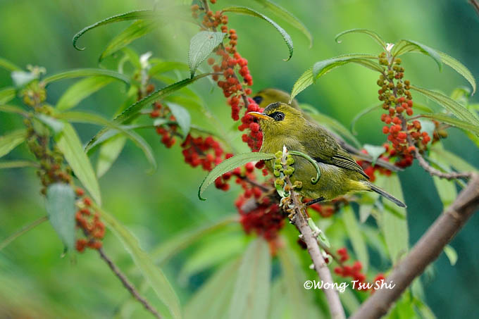 <i>(Zosterops emiliae)</i><br /> *Mountain Black-eye