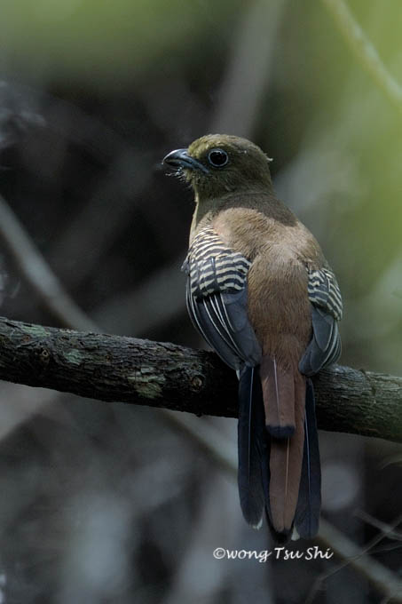 <i>(Harpactes oreskios)</i><br /> Orange-breasted Trogon ♀