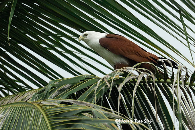 <i>(Haliastur indus)</i><br />Brahminy Kite