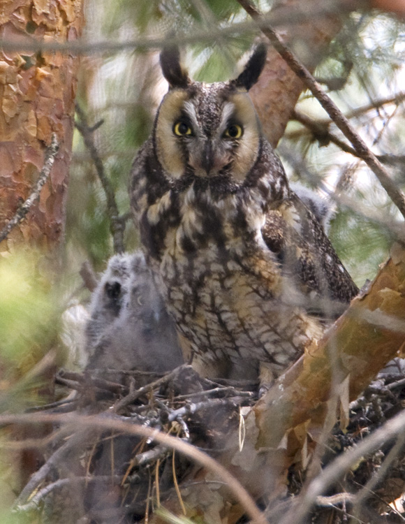 Long-eared Owl-4.jpg