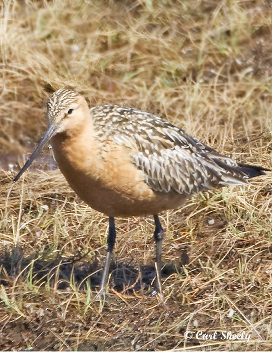 Bar-tailed Godwit-2.jpg