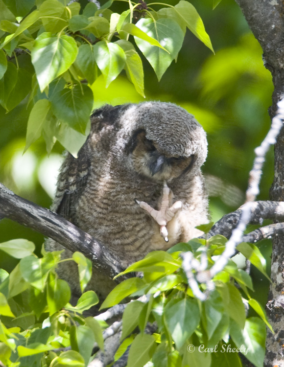 Great Horned Owlet2966.jpg
