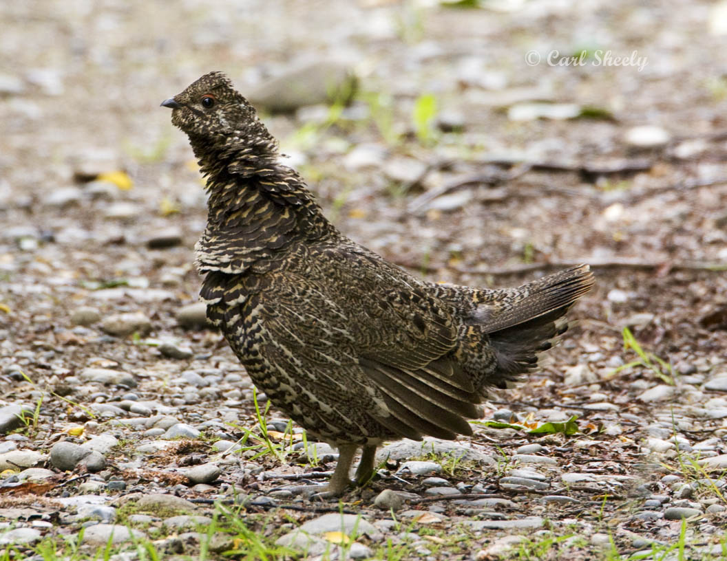 Spruce Grouse-f.jpg