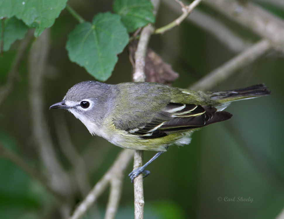 Blue-headed Vireo-5.jpg