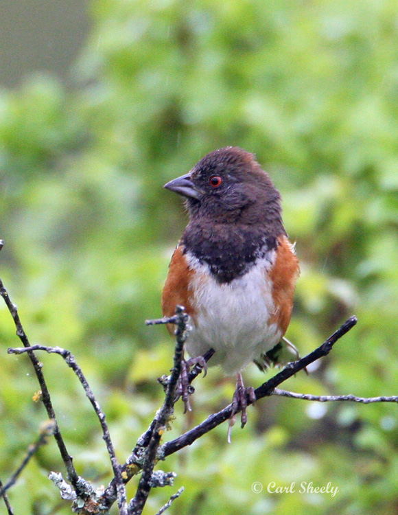 Spotted Towhee-5.jpg