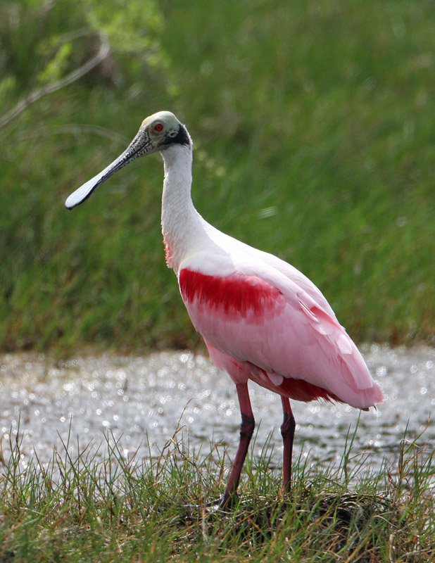Roseate Spoonbill-8.jpg