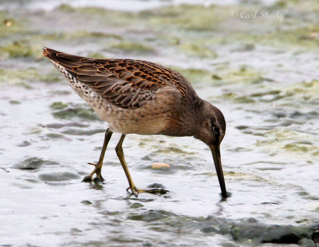Long-billed Dowitcher.jpg