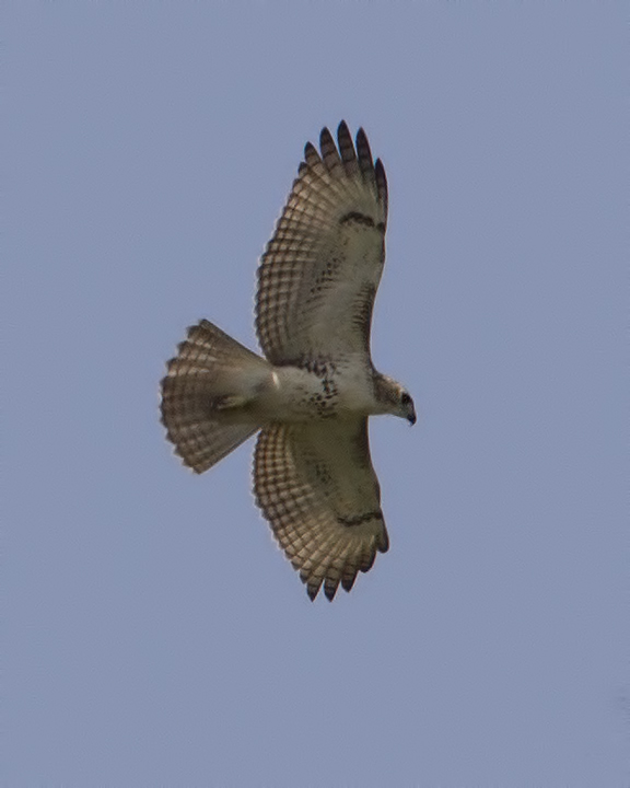 Red-tailed Hawk0490.jpg