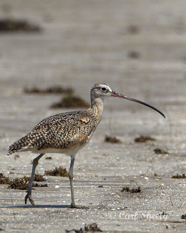 Long-billed Curlew0437.jpg
