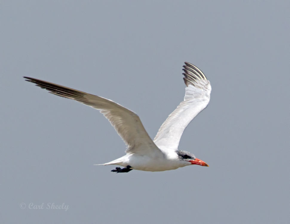 Caspian Tern0188.jpg