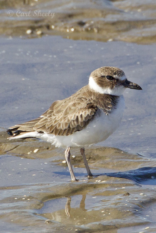 Wilsons Plover1217.jpg