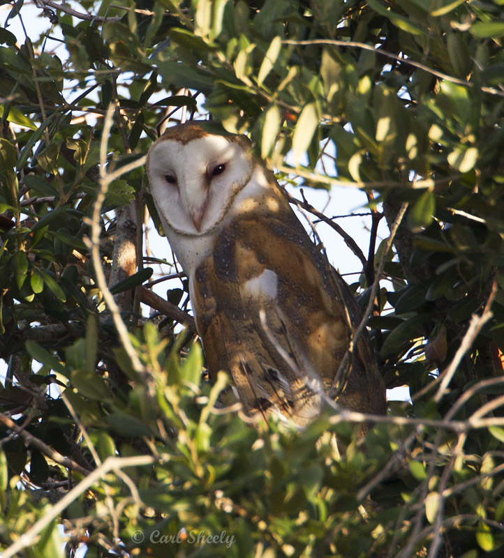 Barn Owl1447.jpg