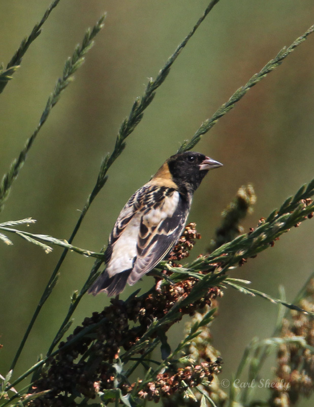 Bobolink3758.jpg