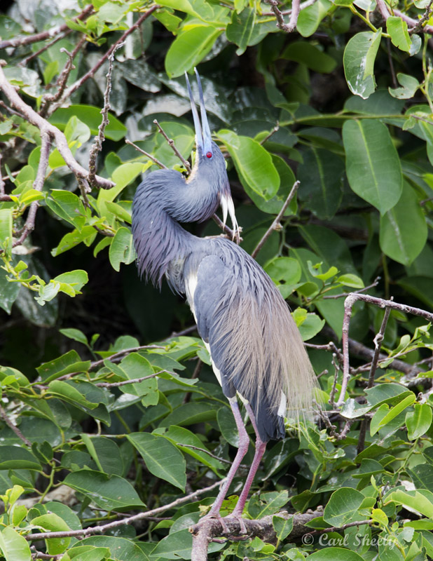 Tricolored Heron3542.jpg