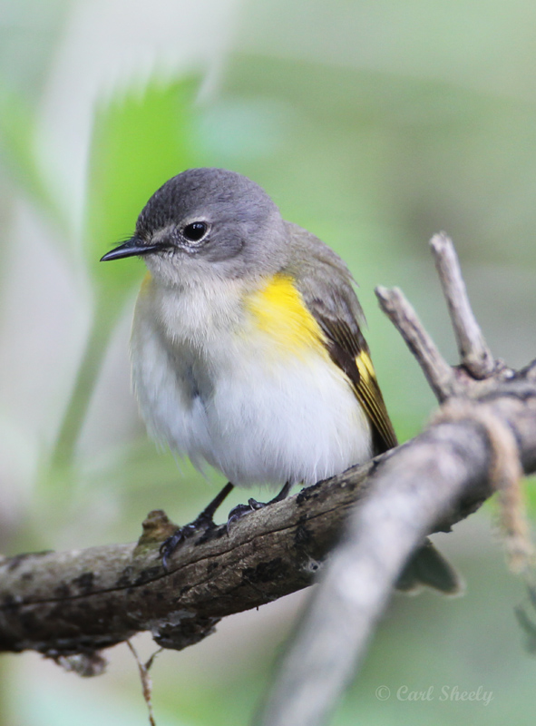American Redstart-f-4138.jpg