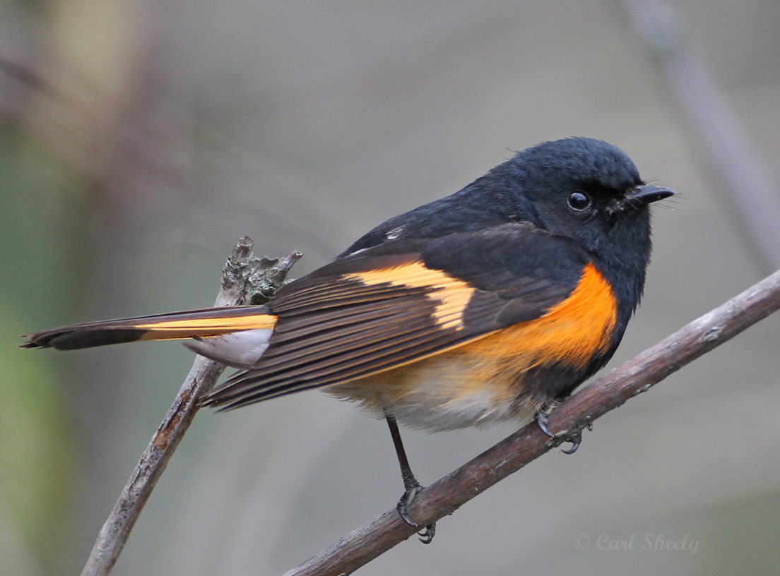 American Redstart4194.jpg