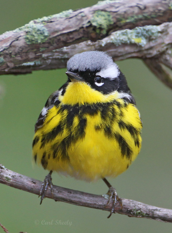 Magnolia Warbler4214.jpg