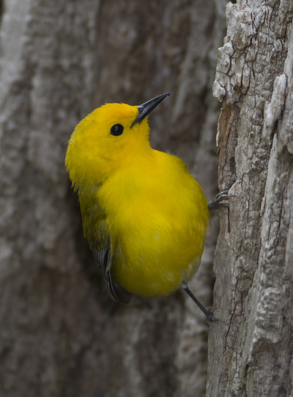 Prothonotary Warbler4225.jpg