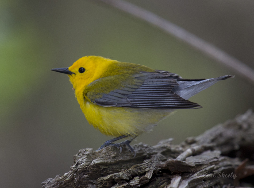 Prothonotary Warbler4268.jpg