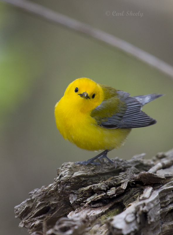 Prothonotary Warbler4269.jpg