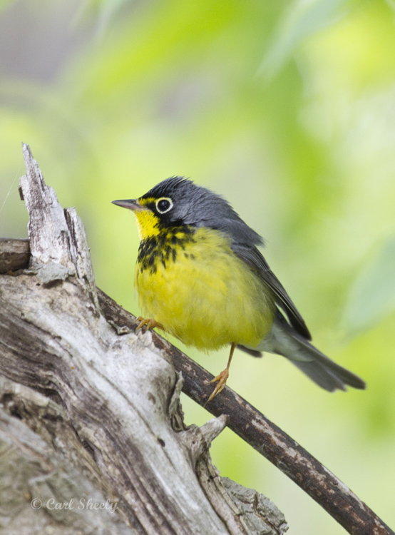 Canada Warbler4325.jpg