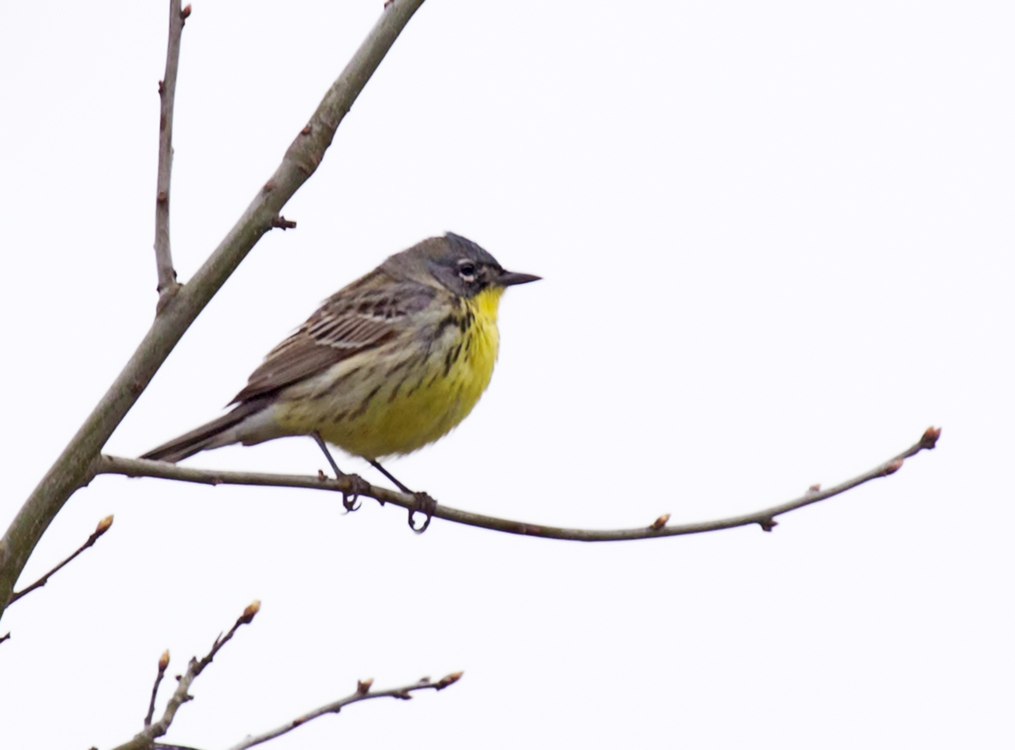 Kirtlands Warbler4530.jpg