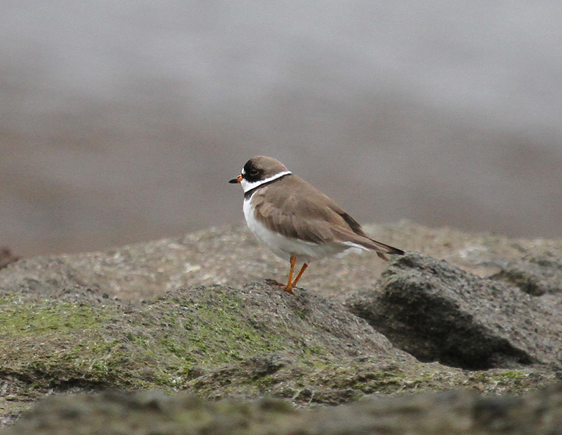 Semi-palmated Plover.jpg