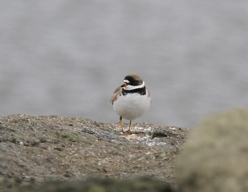 Semi-palmated Plover-2.jpg