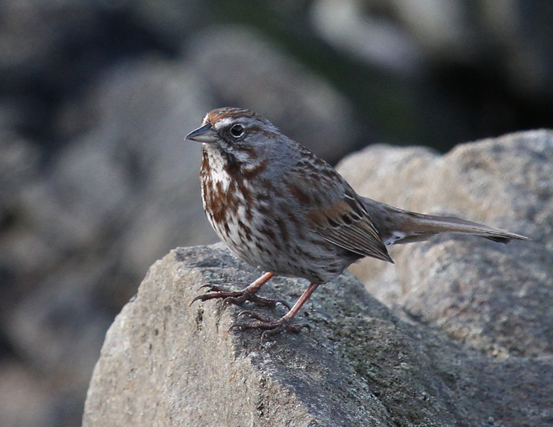 Attu Fox Sparrow.jpg