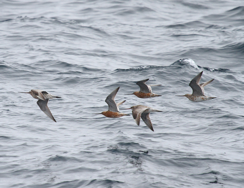 Bar-tailed Godwits.jpg